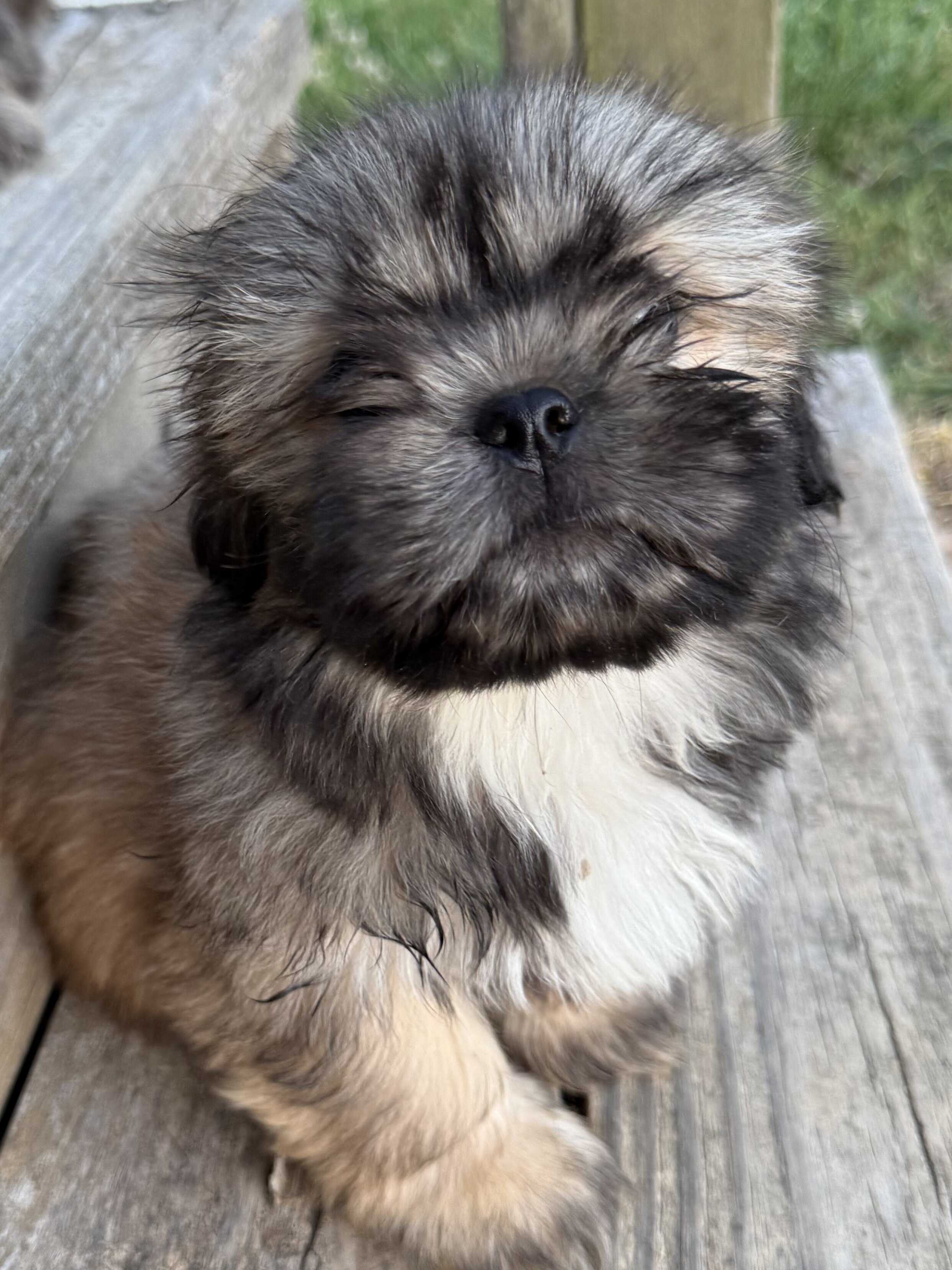 Shih-tzu Puppies image 2