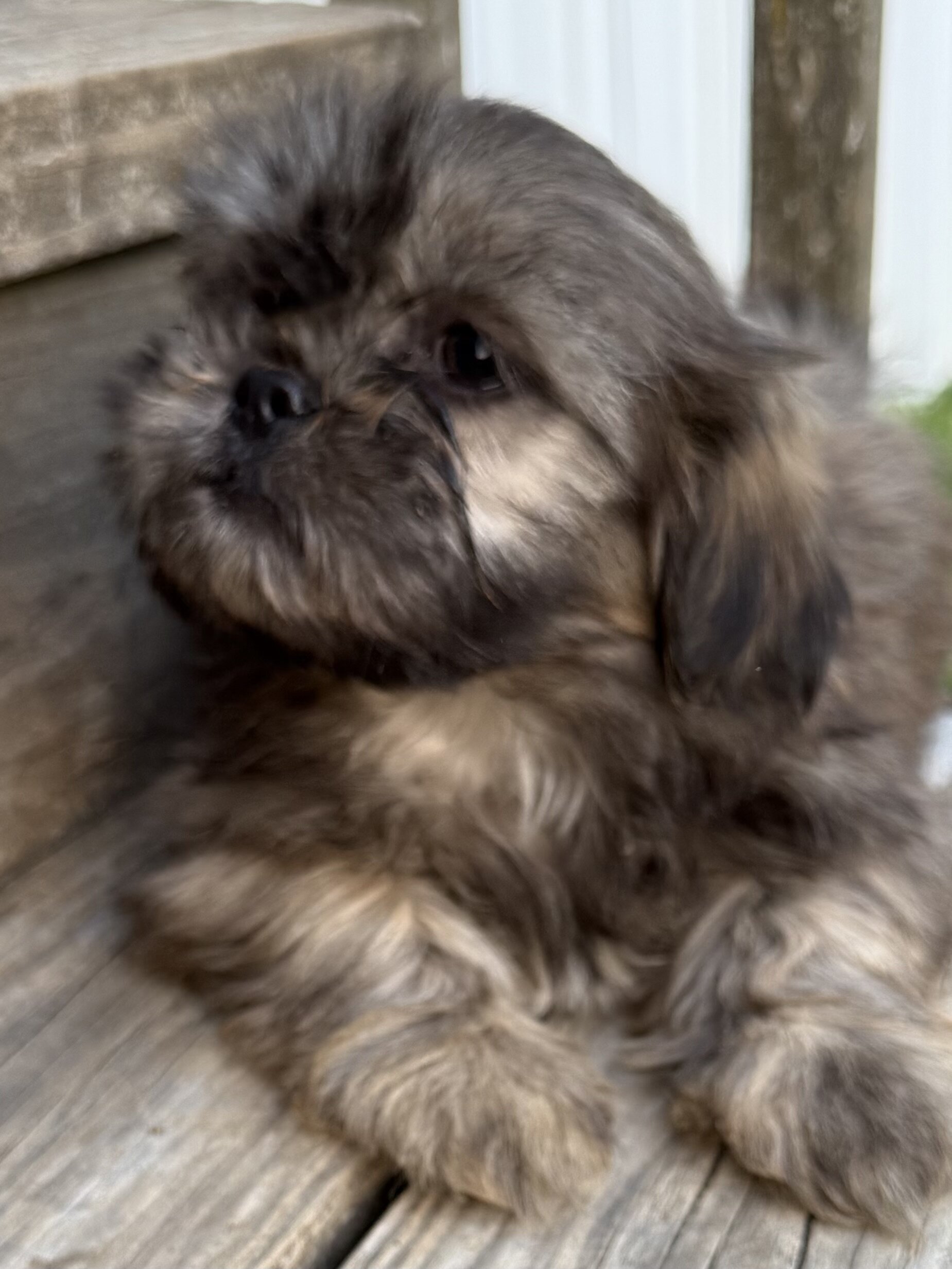 Shih-tzu Puppies image 1