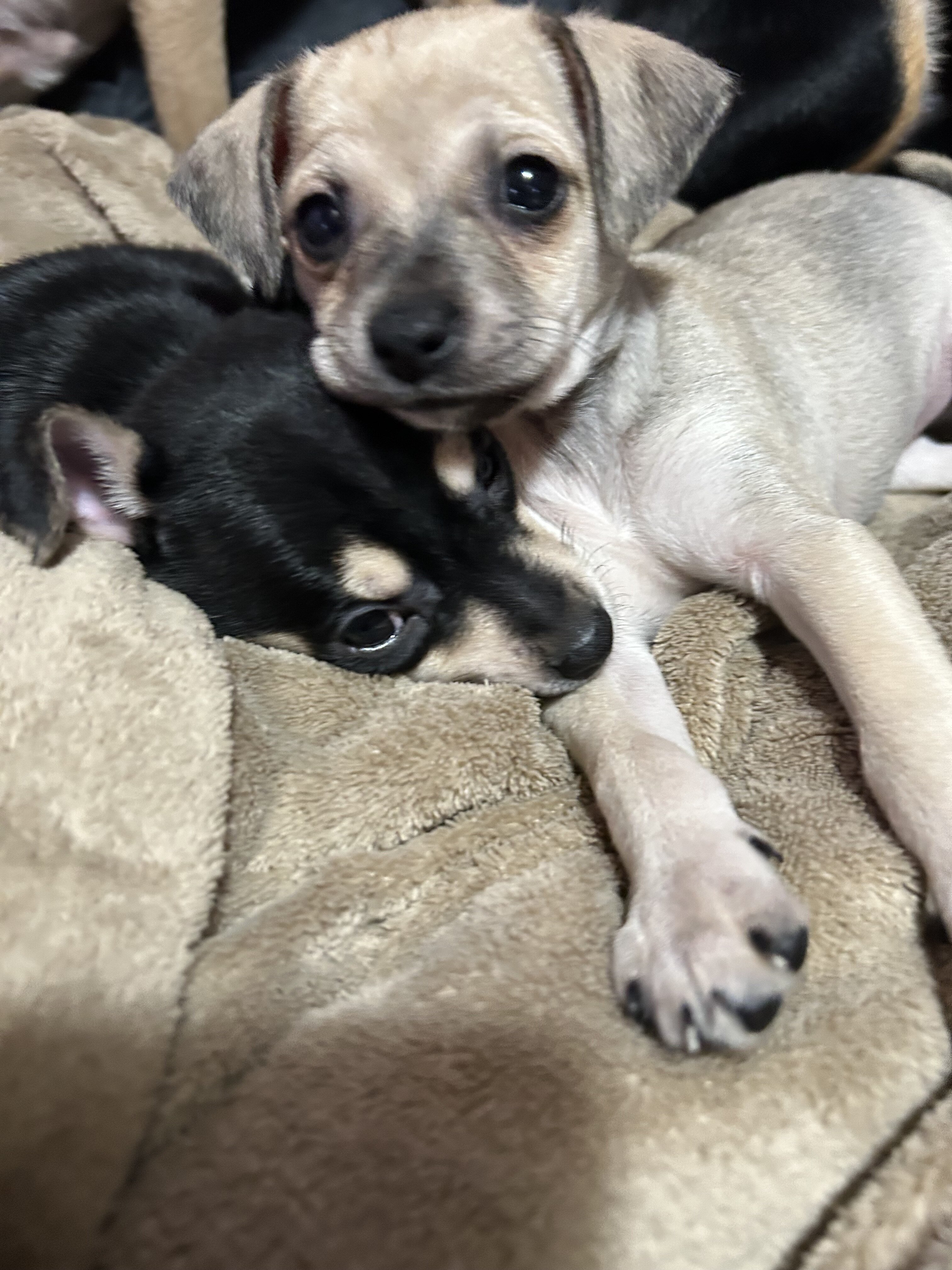Miniature pincher/chihuahau pups image 1