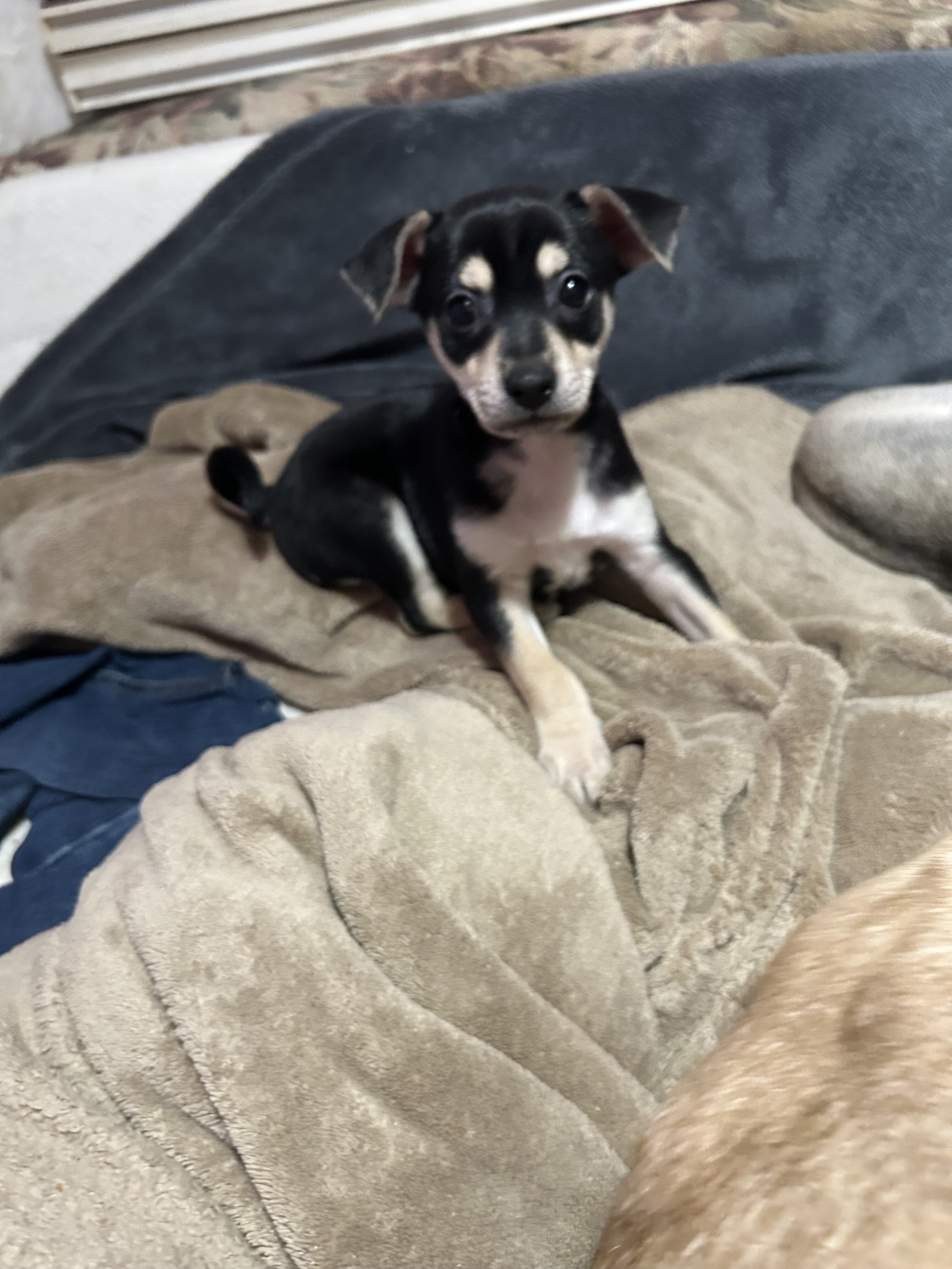 Miniature pincher/chihuahau pups image 2