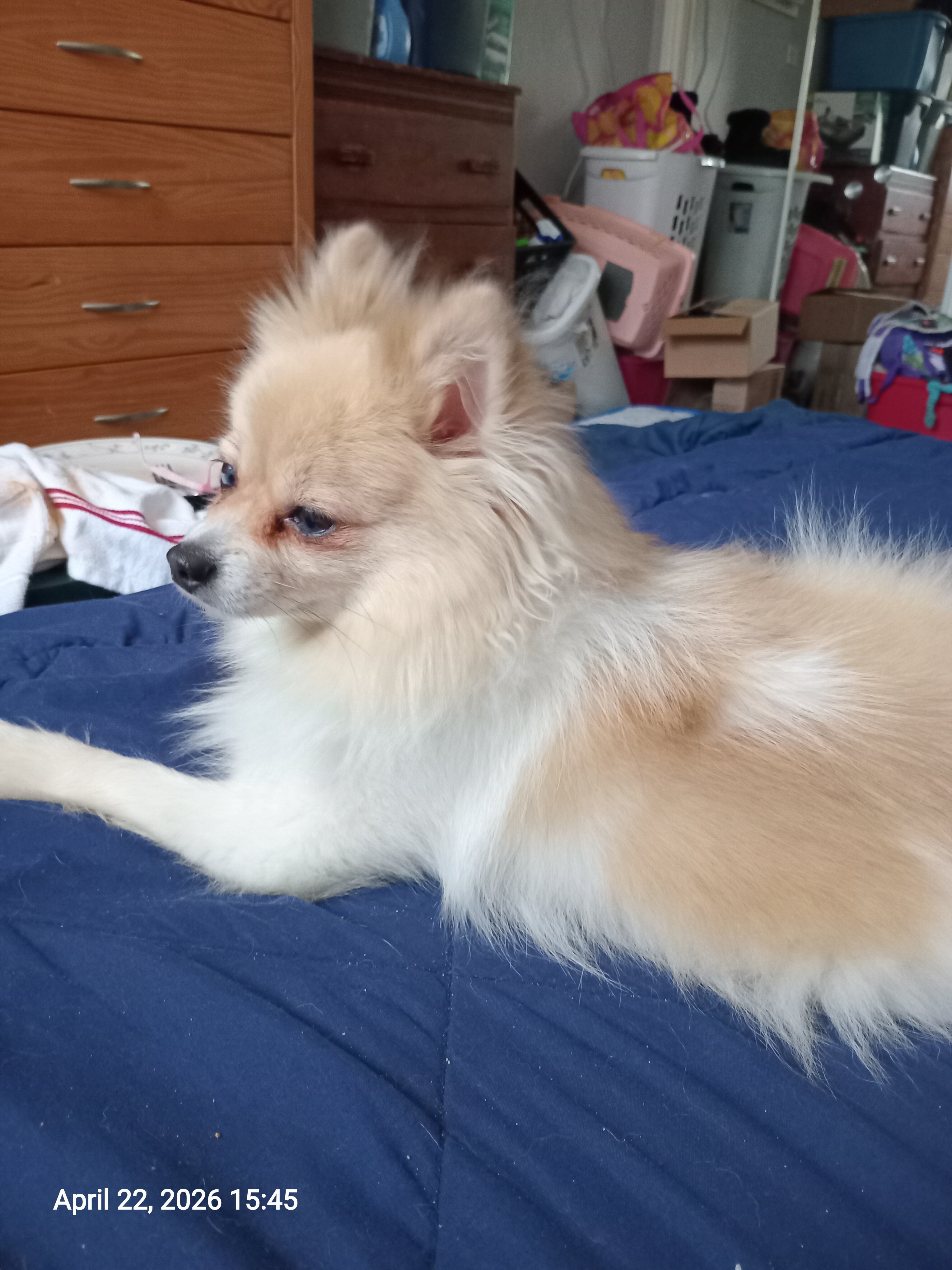 Pomeranian image 1
