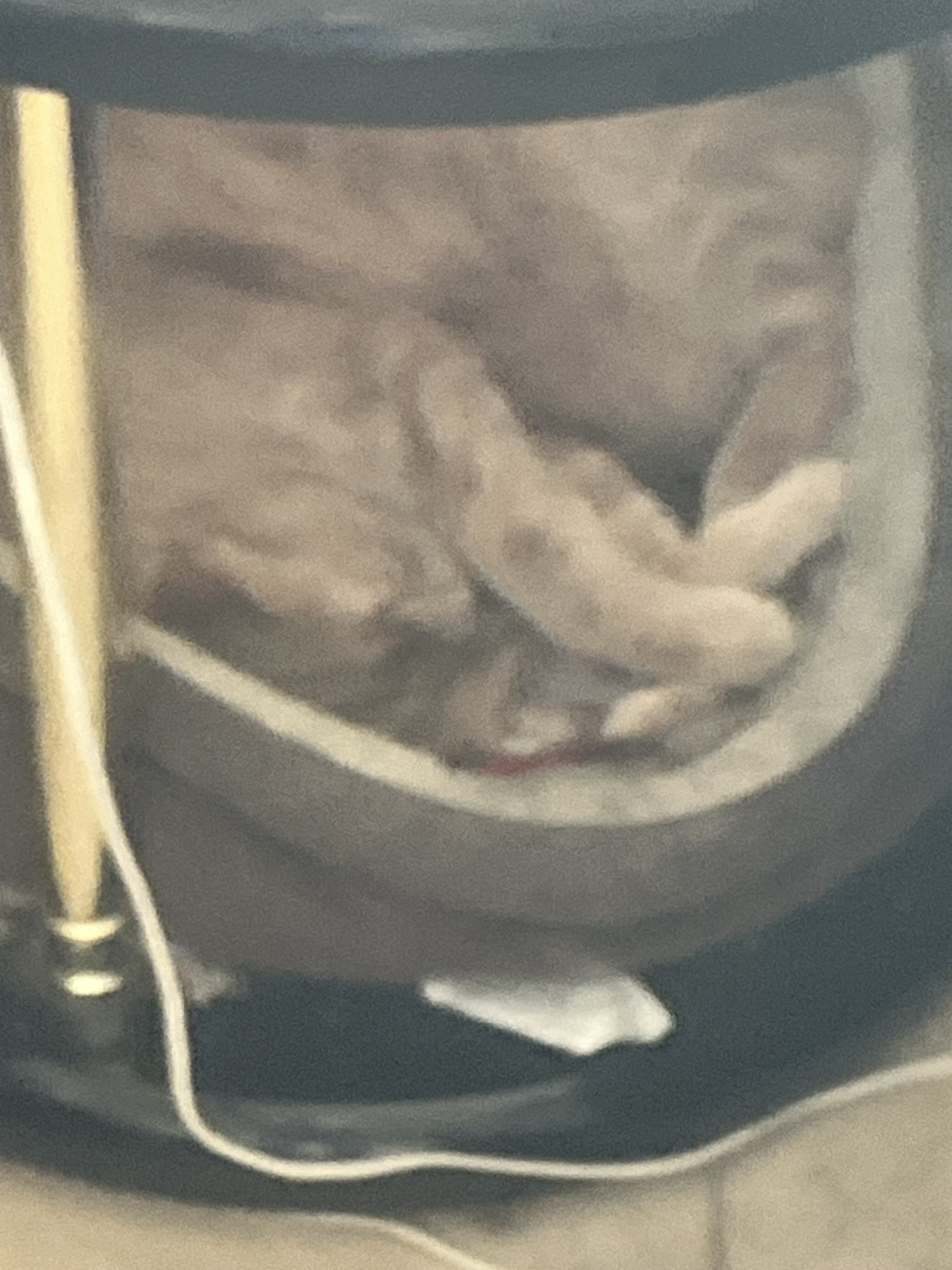 Cat for rehoming image 2