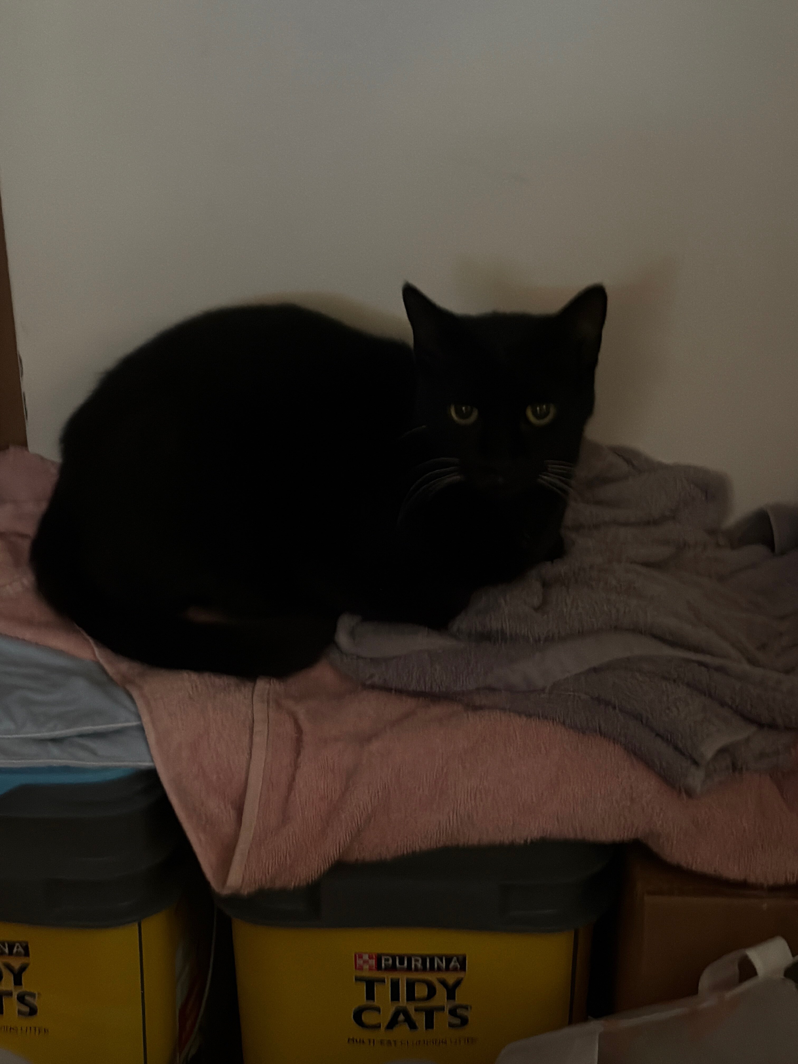 Black Cat for rehoming image 1