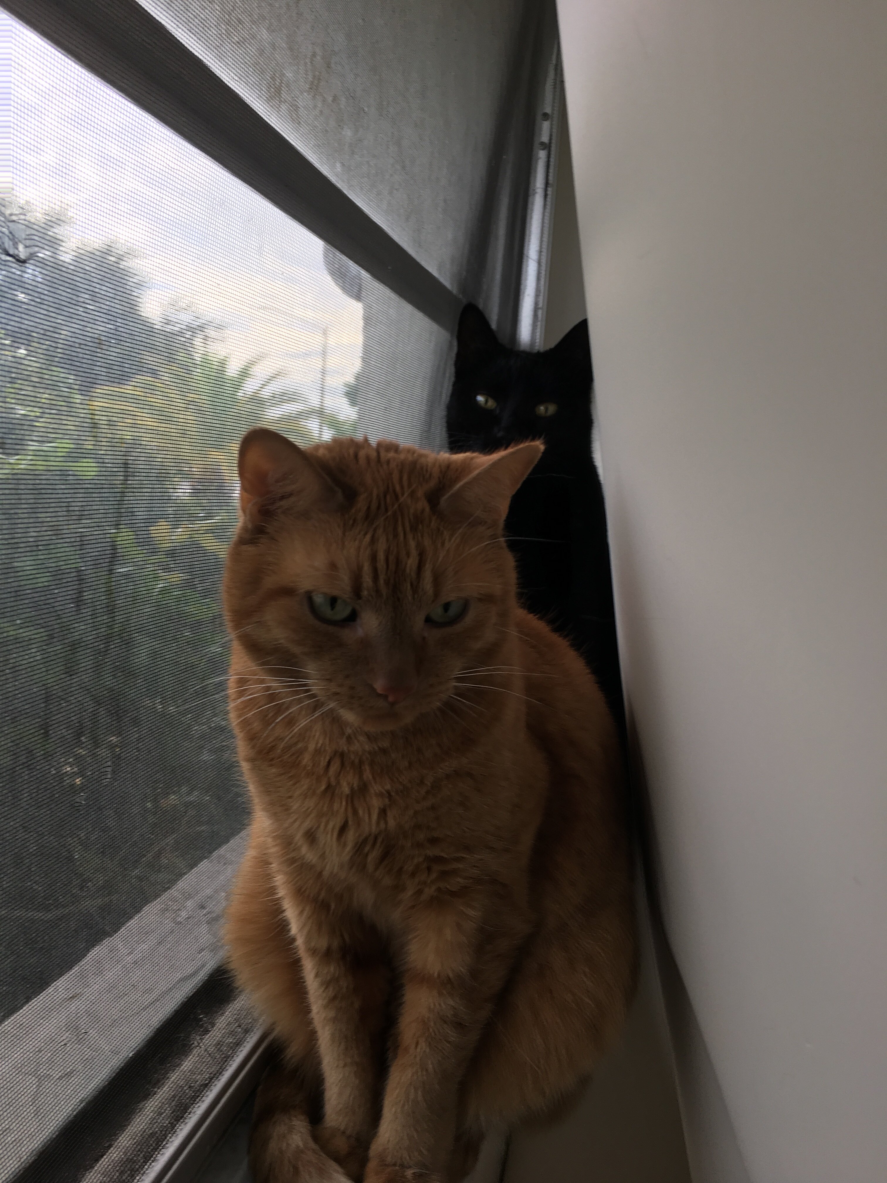 Orange tabby cat for rehoming image 1