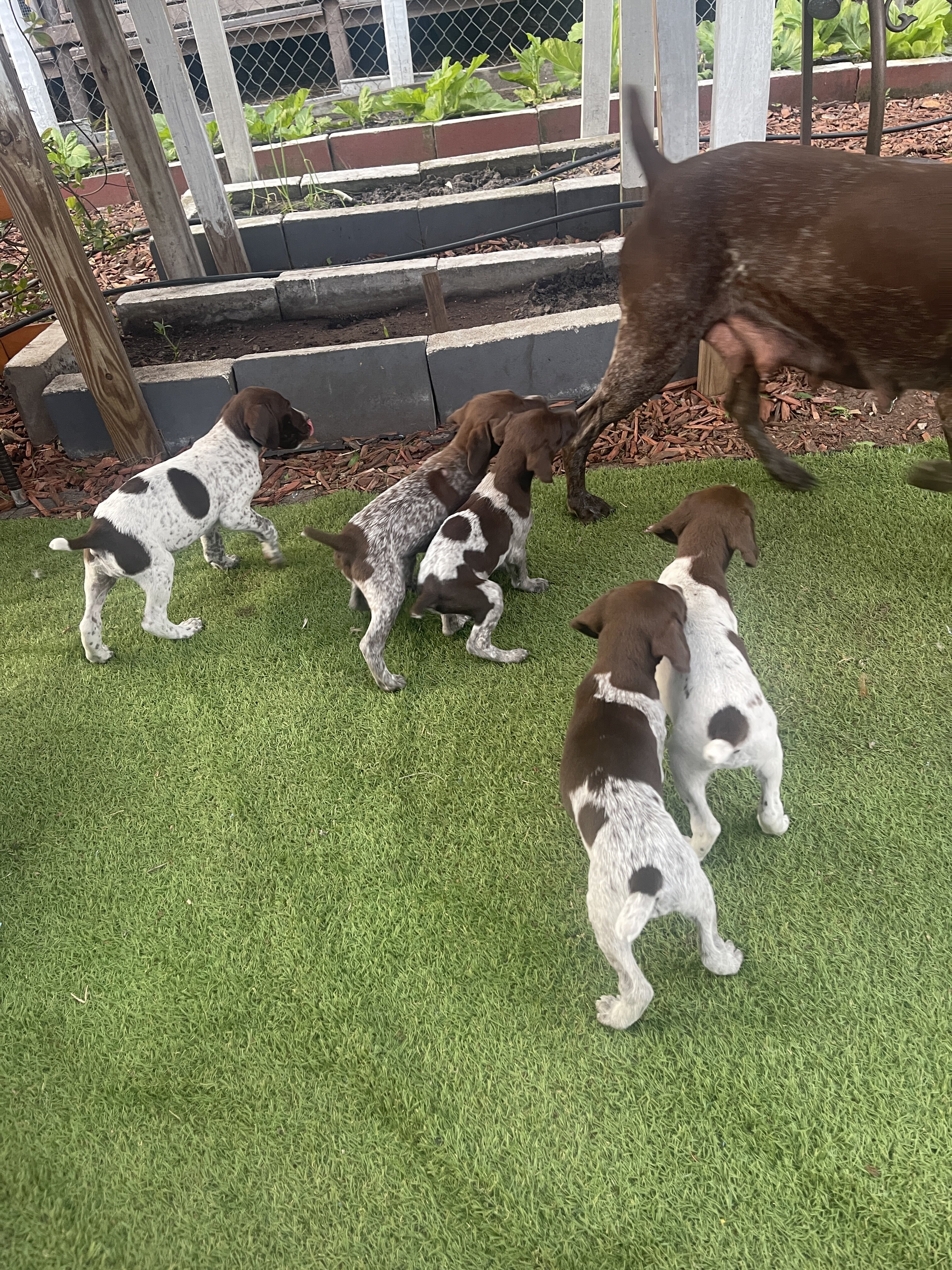 German shorthaired pointers image 1