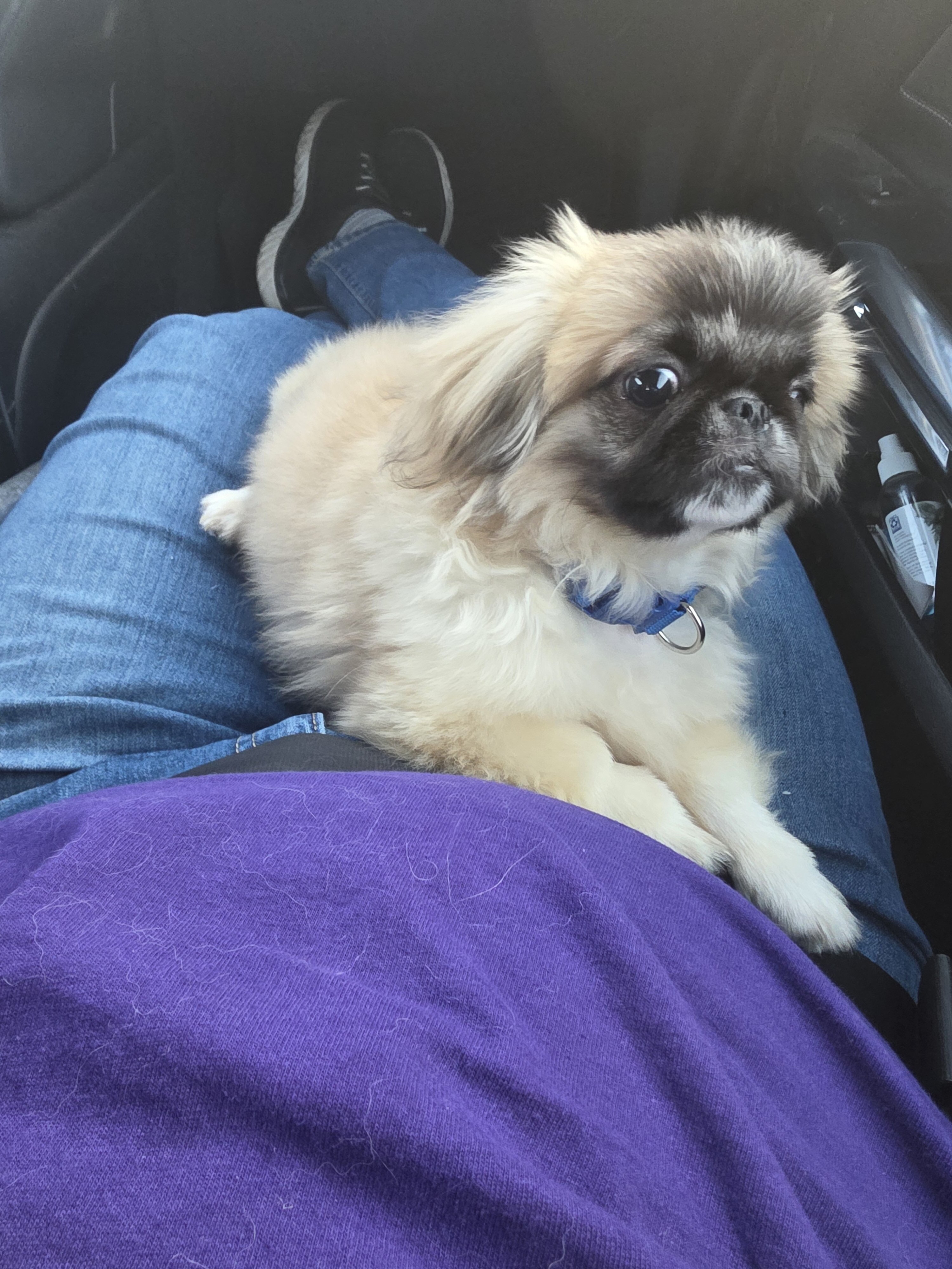 Gizmo image 2