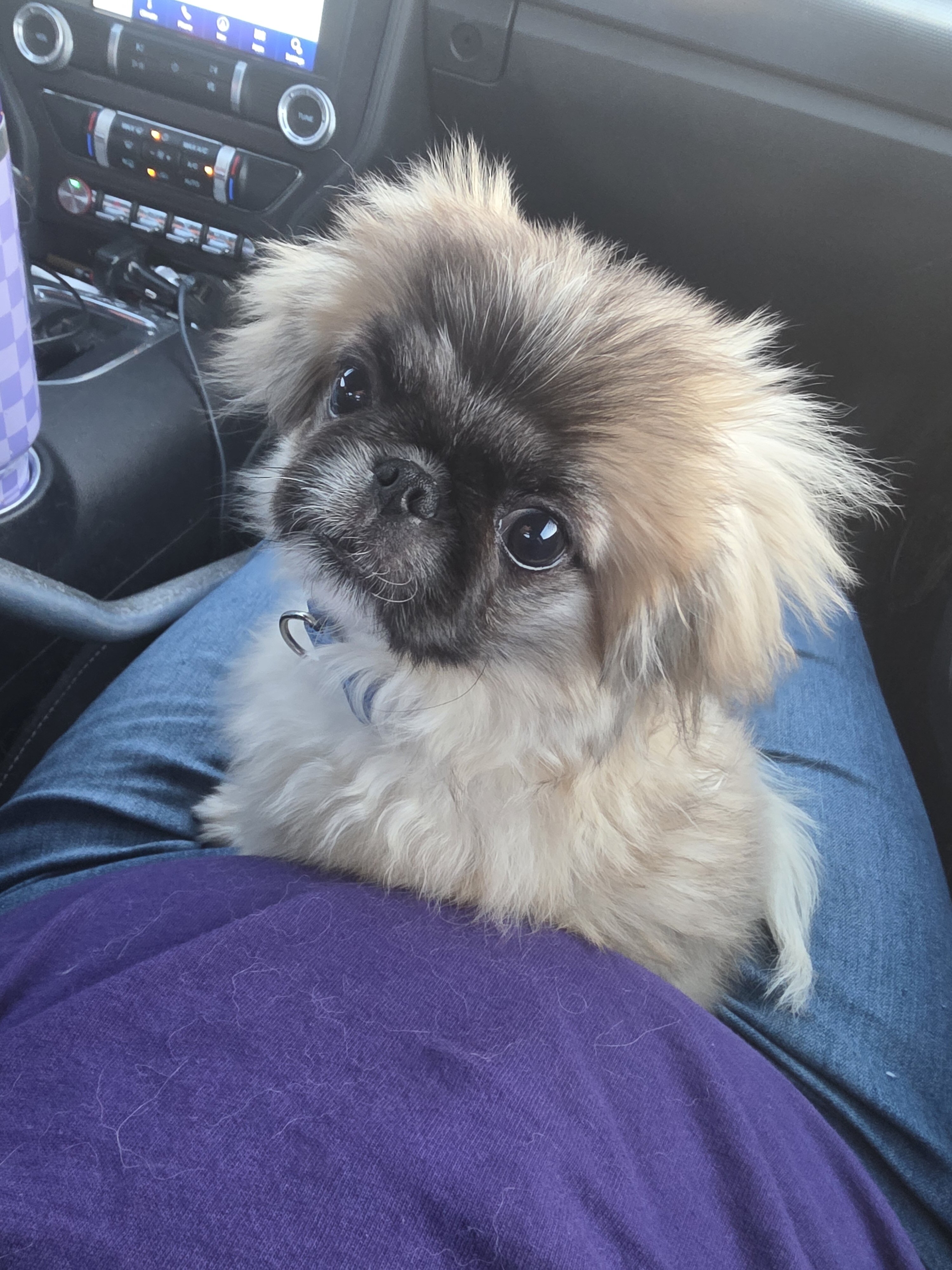 Gizmo image 1