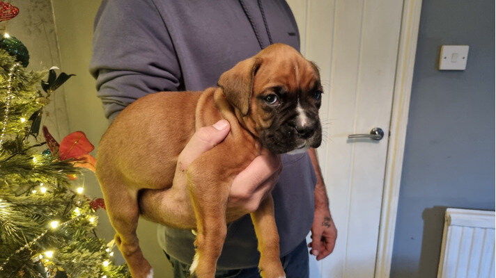 AKC Boxer Puppies image 1