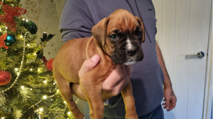 AKC Boxer Puppies image 2