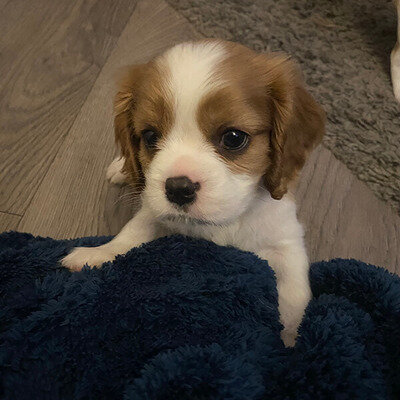 sweet, happy Cavalier King Charles Spaniel image 2