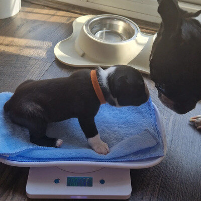 Boston terrier puppies image 2