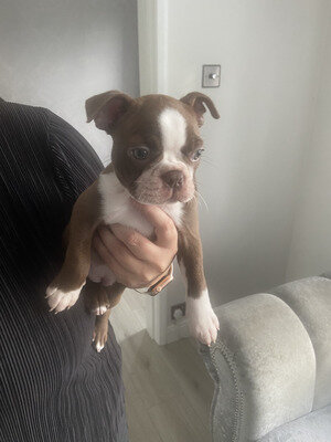 Boston terrier puppies image 1