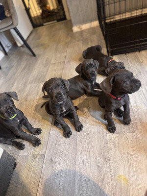 Awesome Cane Corso Puppies image 1