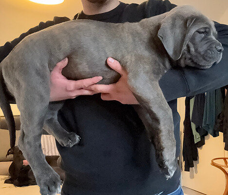 Awesome Cane Corso Puppies image 2