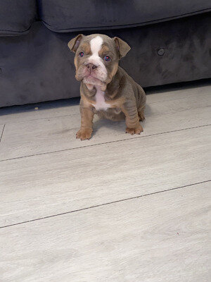 Gorgeous English Bulldog puppies available image 2