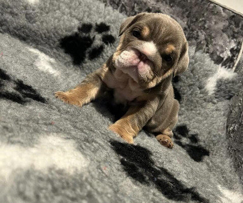 Gorgeous English Bulldog puppies available image 3