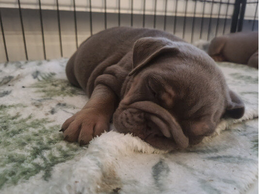 Gorgeous English Bulldog puppies available image 1