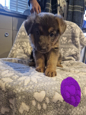 German Shepherd puppies image 1