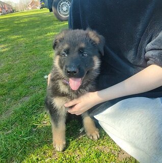 German Shepherd puppies image 2