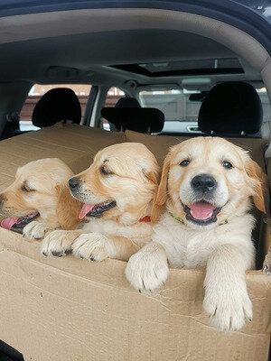 Attractive Golden Retriever Puppies image 1