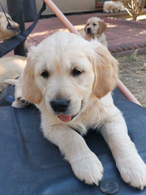 Attractive Golden Retriever Puppies image 2