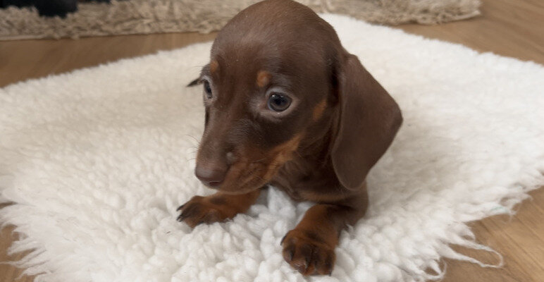 Miniature Dachshund Puppies image 2