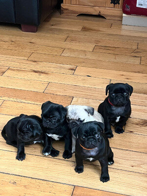 Pug Puppies image 2