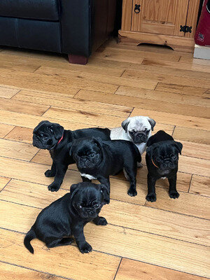 Pug Puppies image 1
