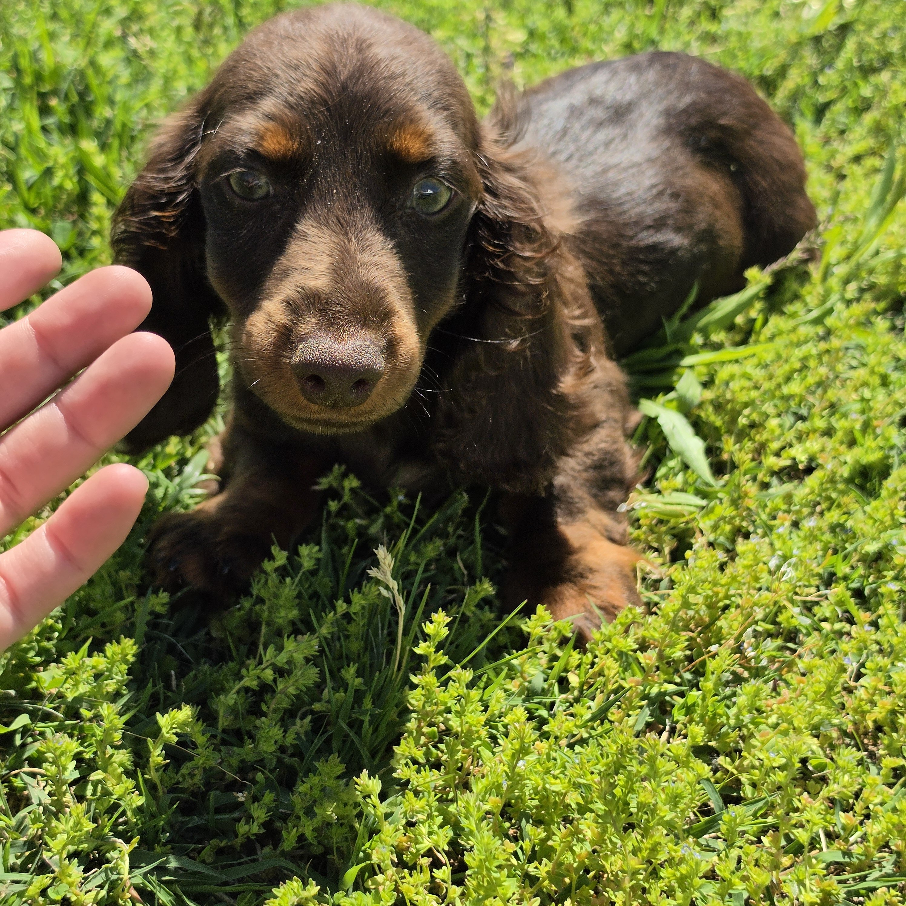 Chocolate and Tan Male Dachshund image 4
