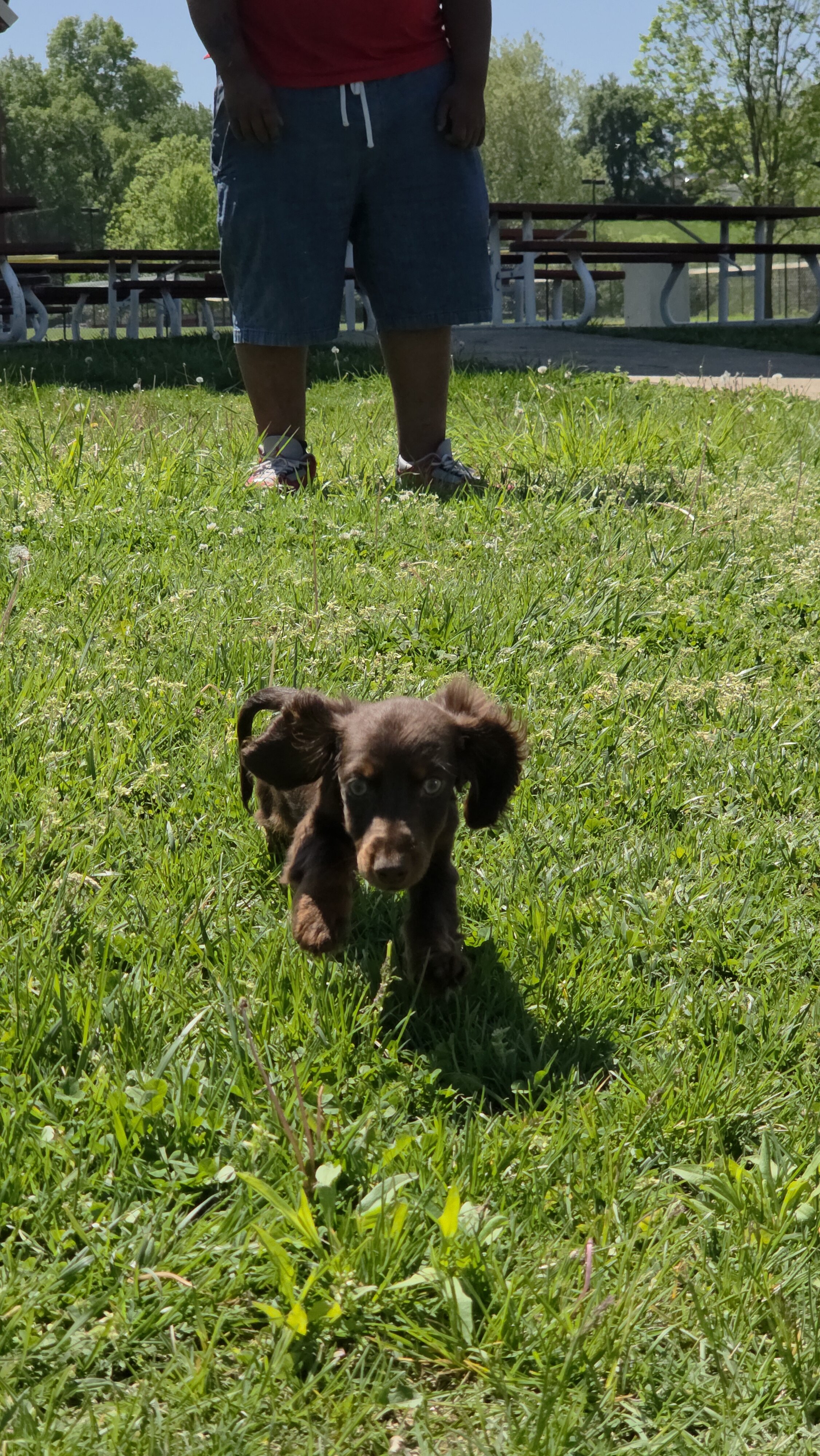 Chocolate and Tan Male Dachshund image 3