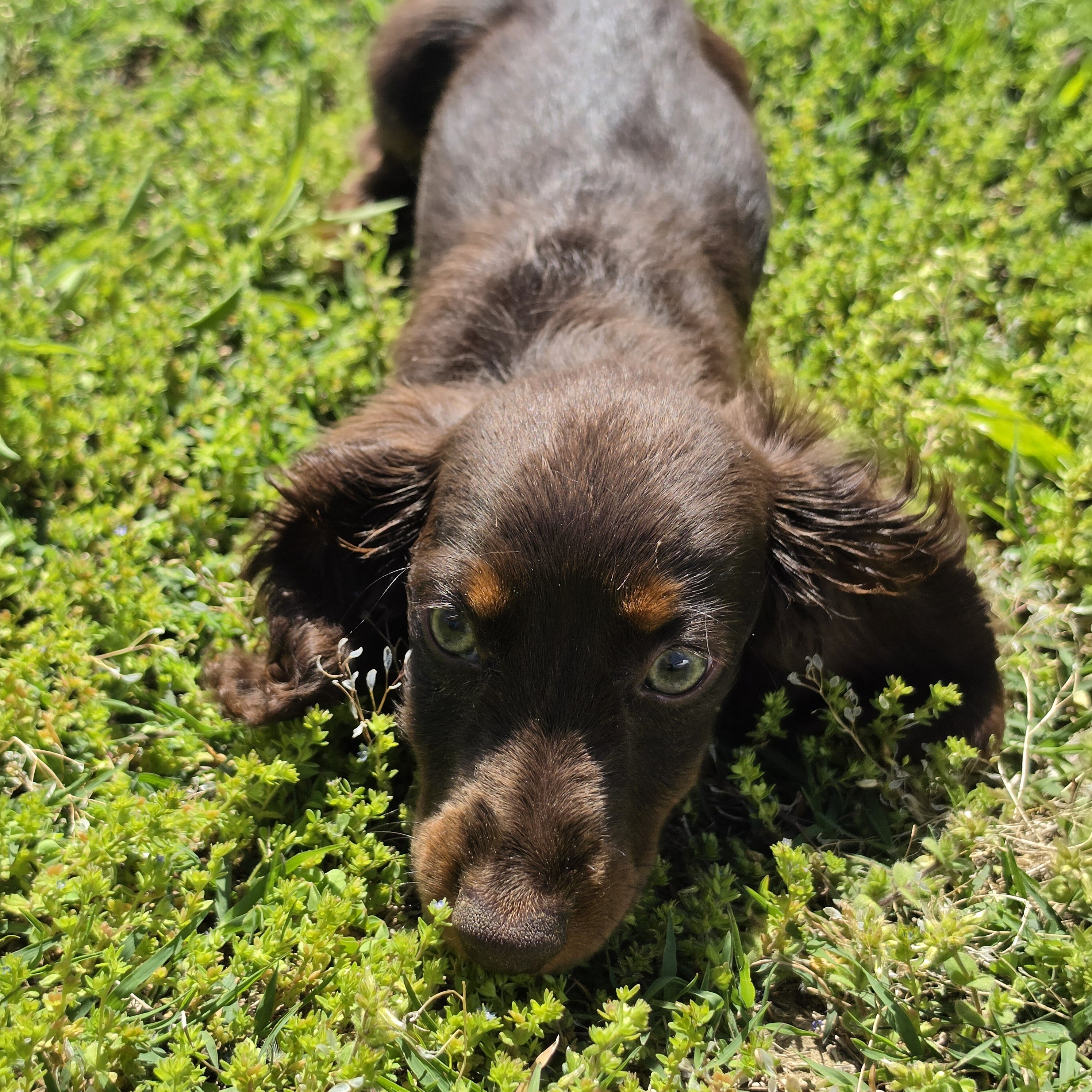 Chocolate and Tan Male Dachshund image 2