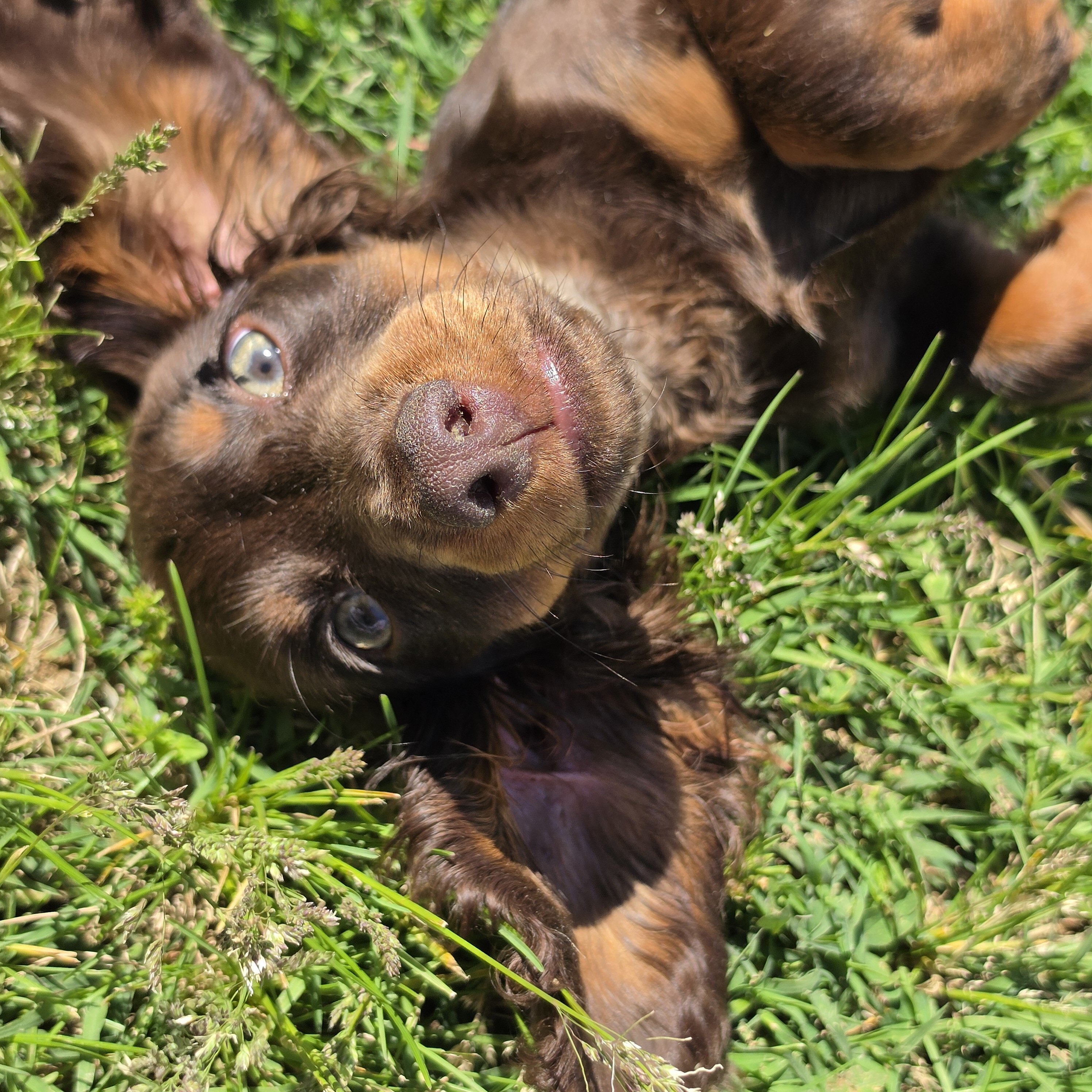 Chocolate and Tan Male Dachshund image 1