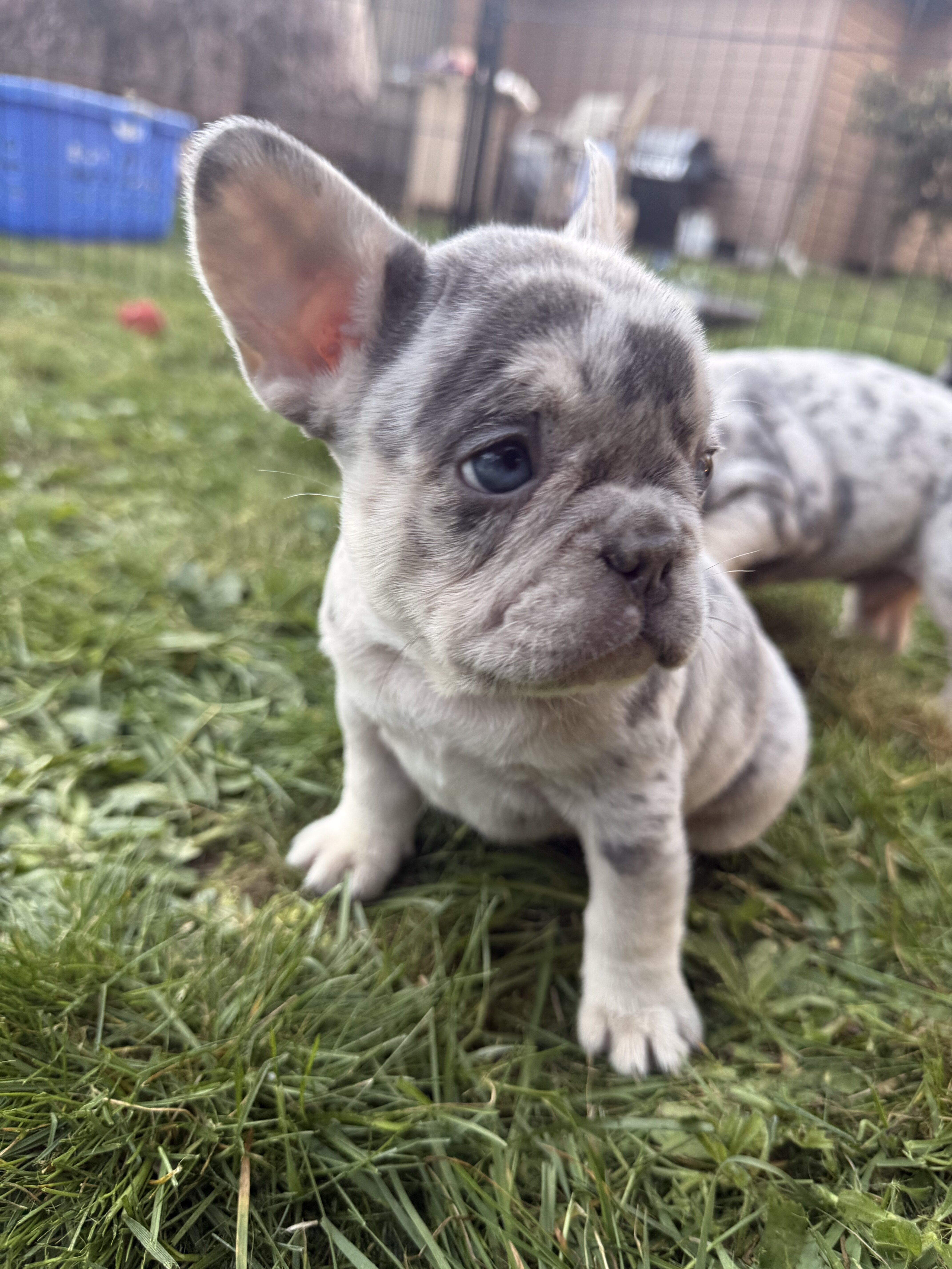French bulldog Puppies image 1