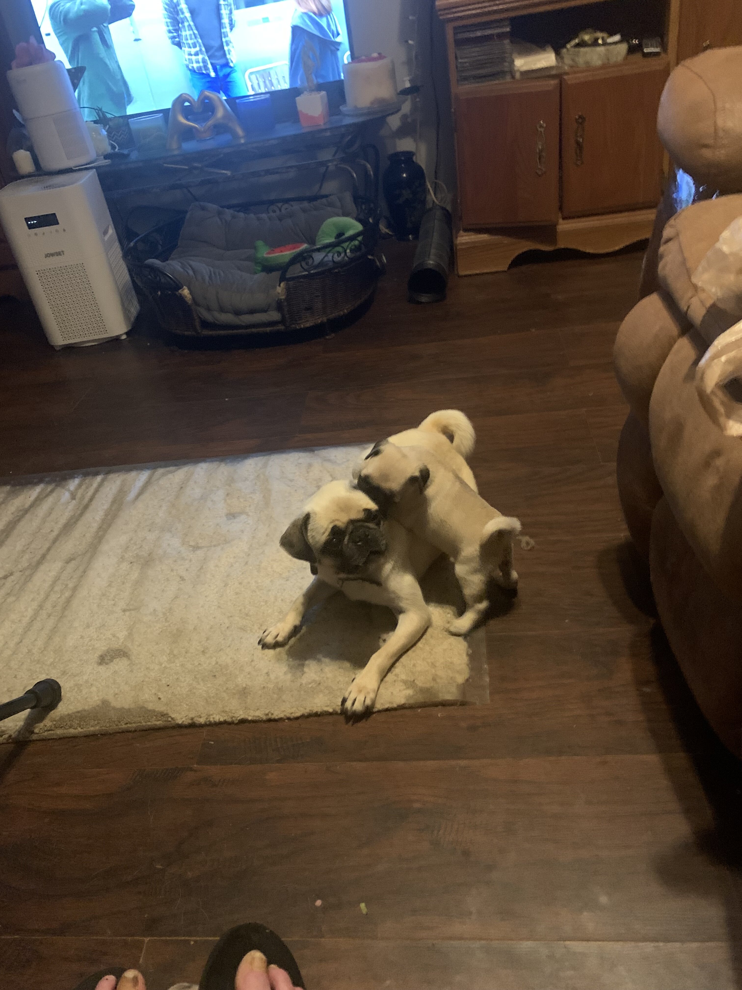 Pug Babies image 1