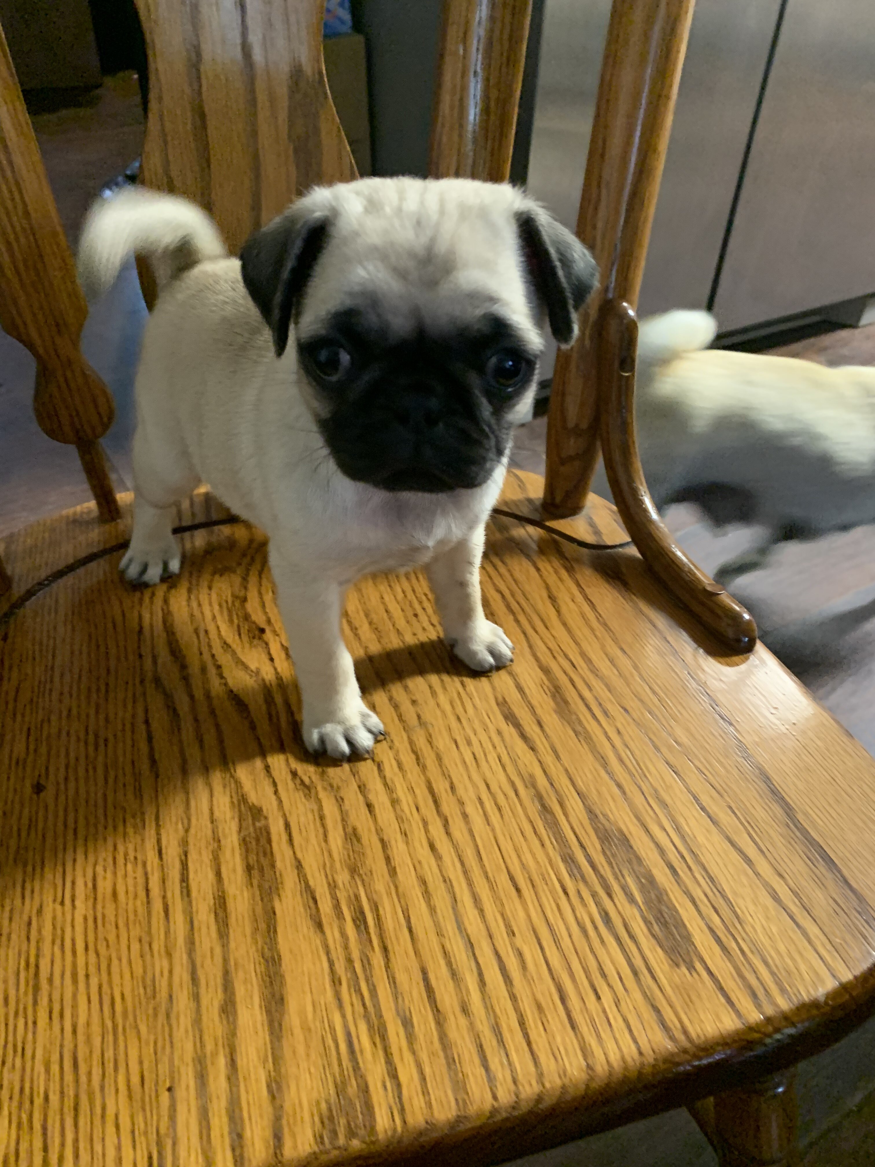 Pug Babies image 3