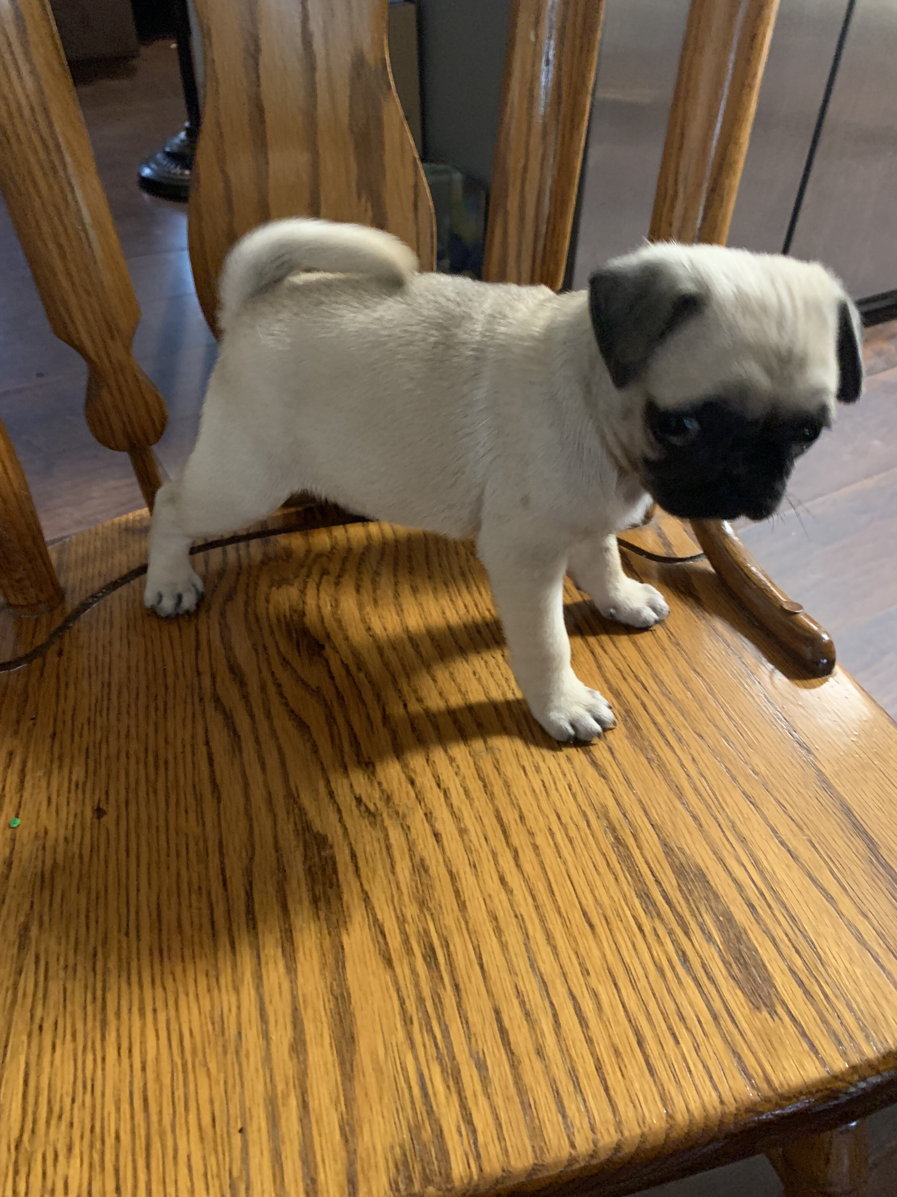 Pug Babies image 2