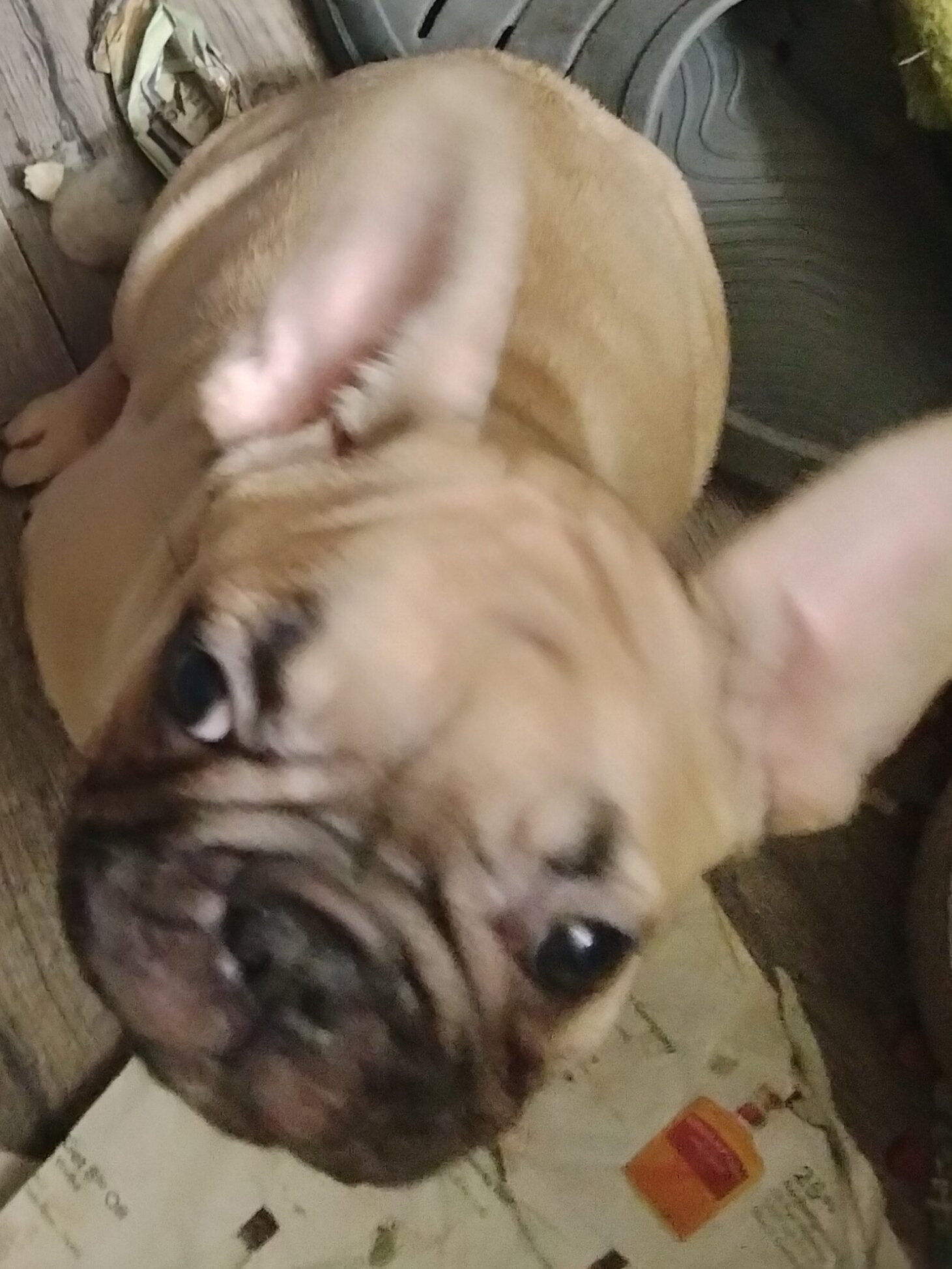 French bulldog pups $650 image 1