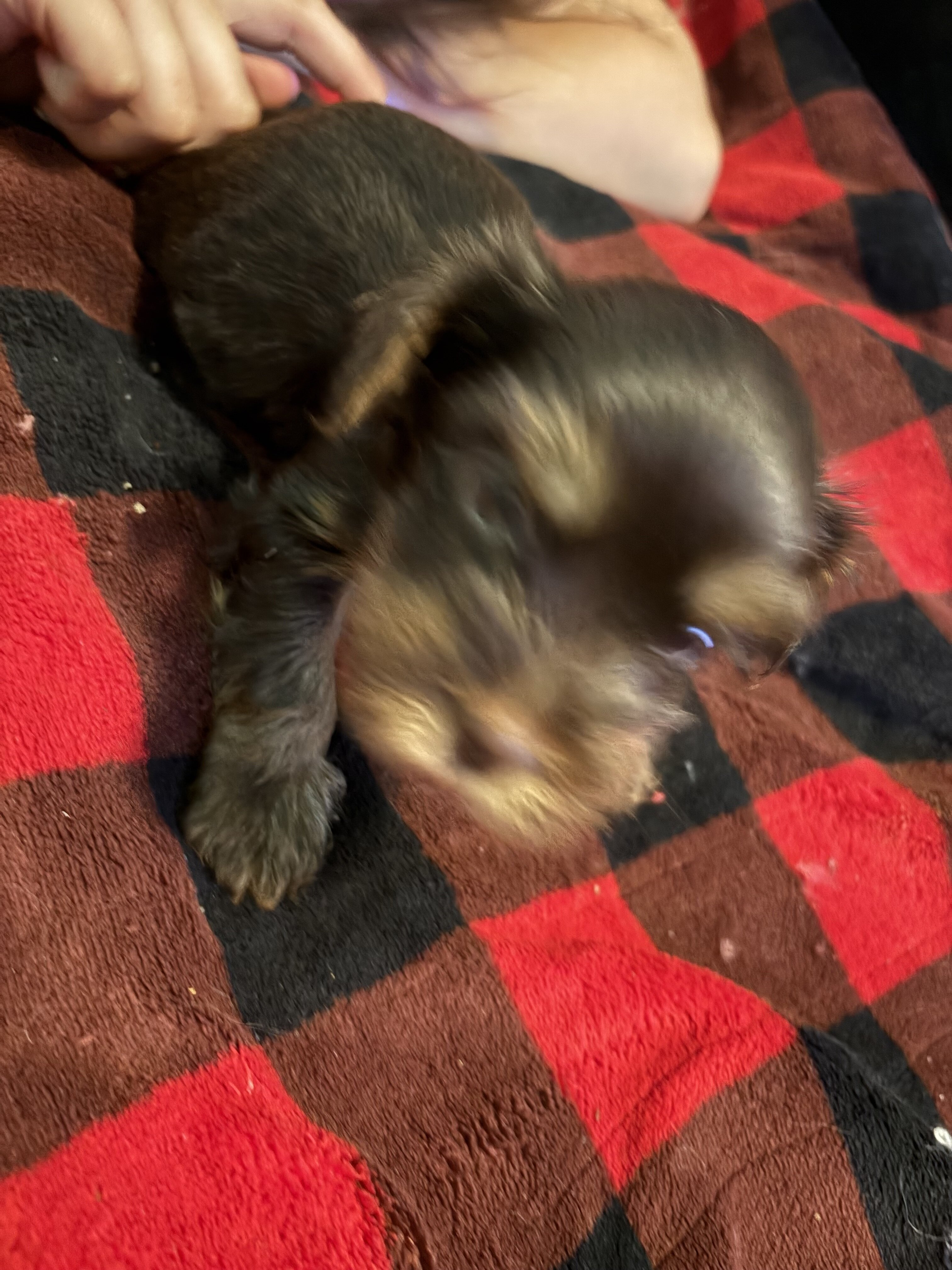 Haven’s yorkies image 2