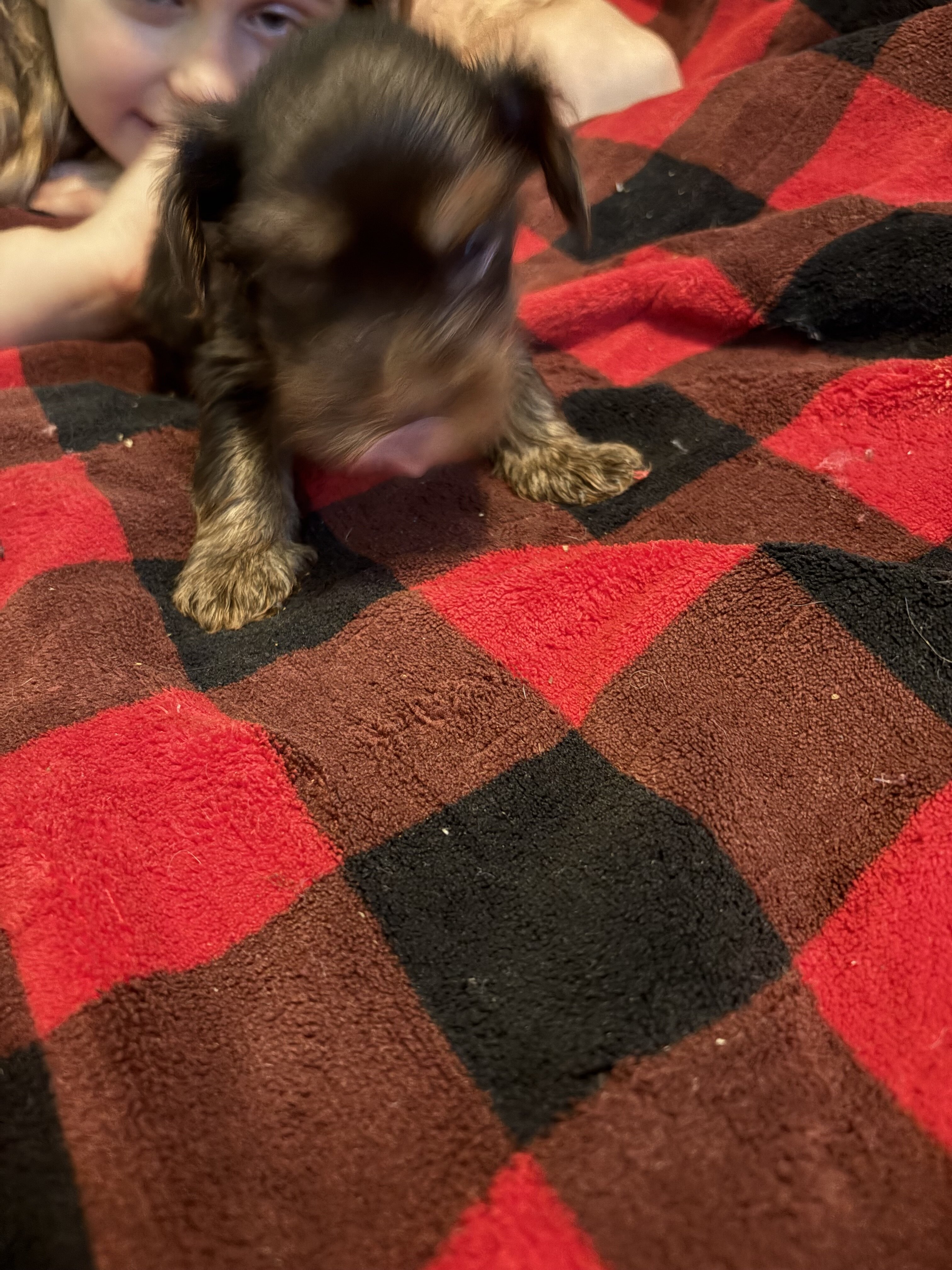 Haven’s yorkies image 3
