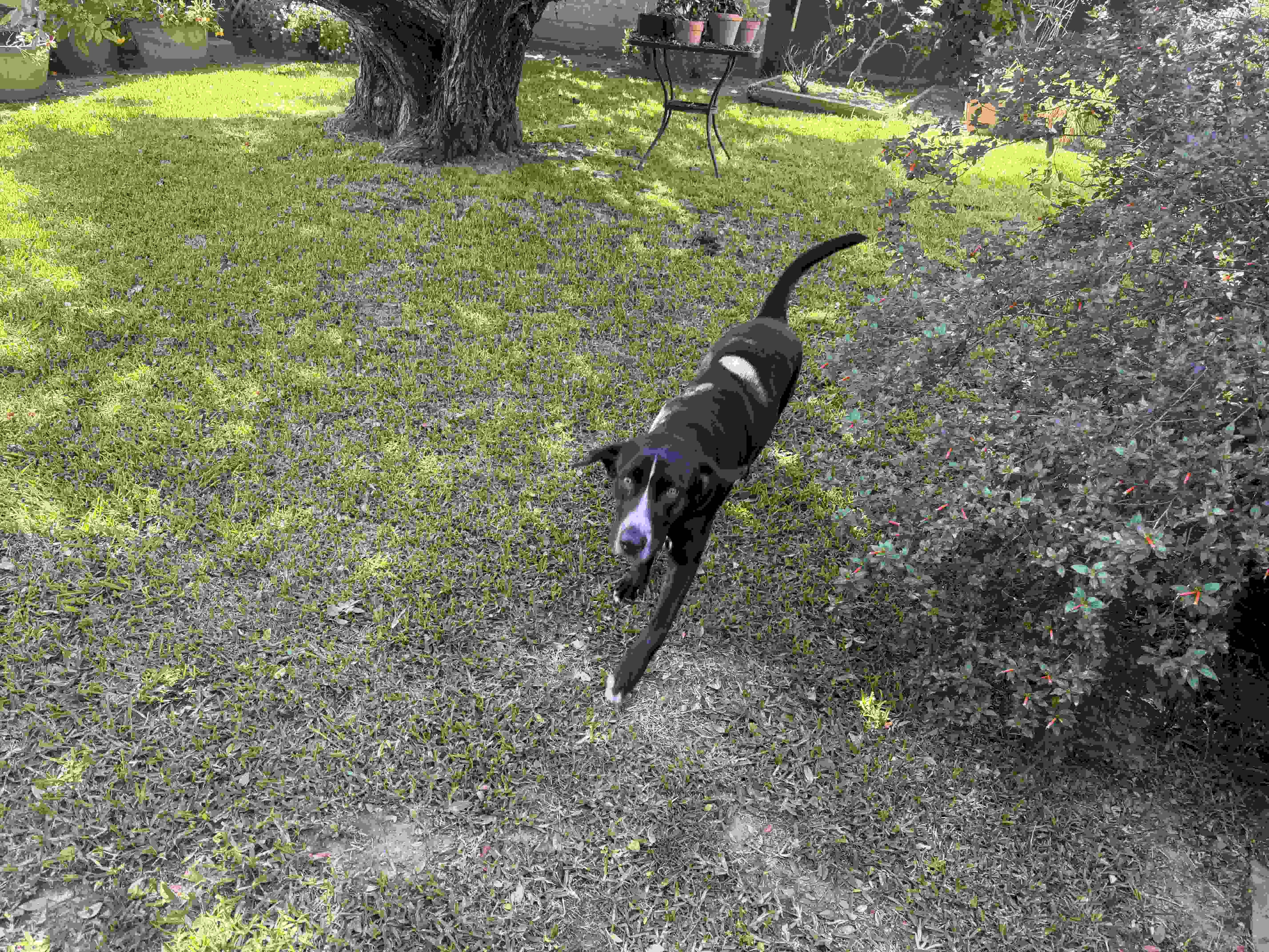 Young female Lab Mix image 1