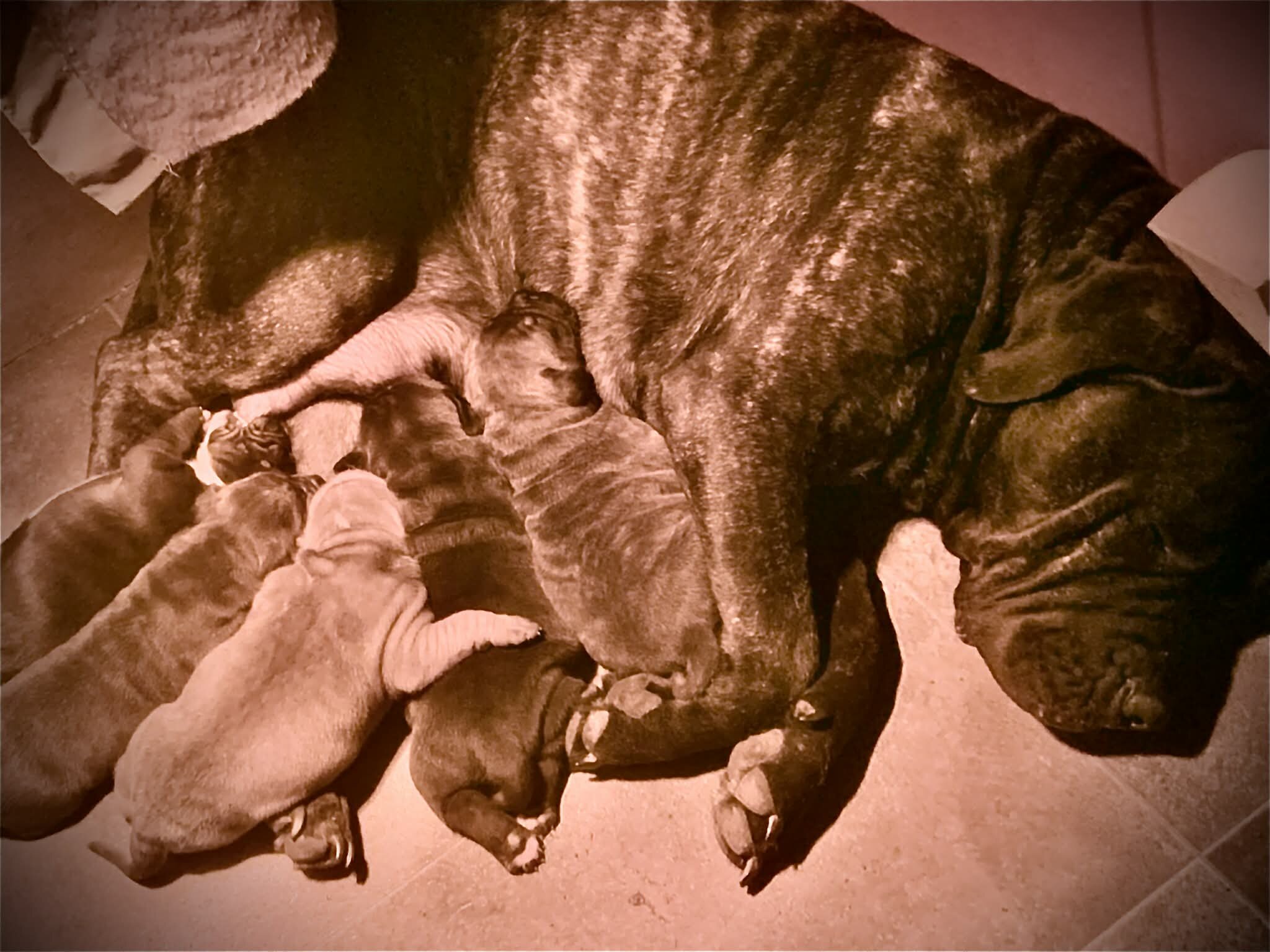 Puppies image 1