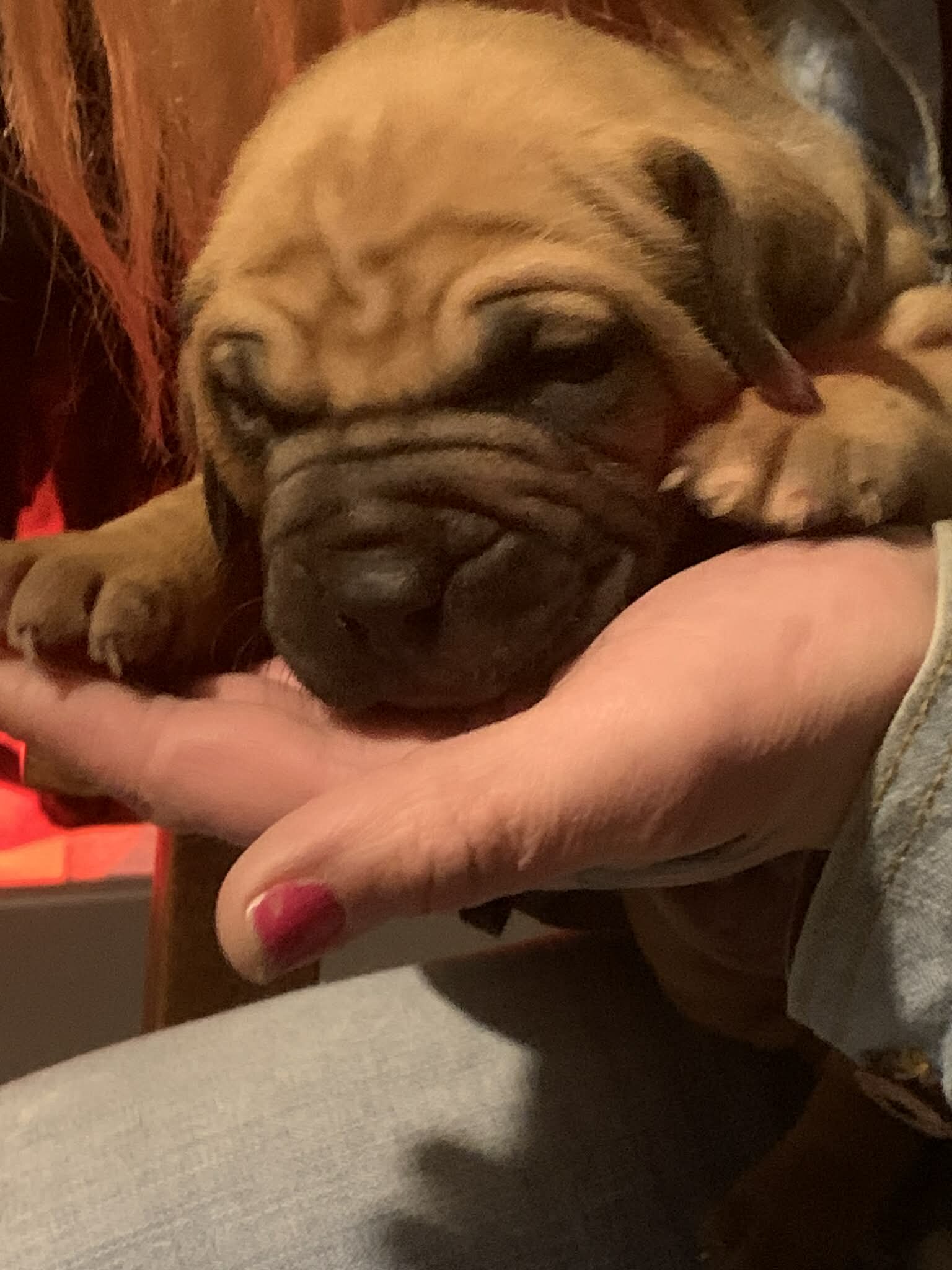 Puppies image 2