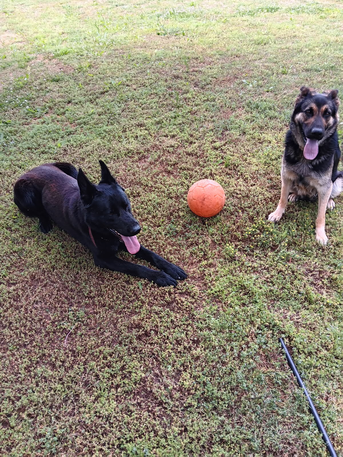 Black German Shepherd Puppies image 2