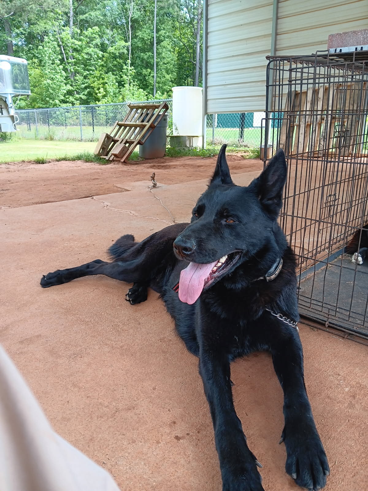 Black German Shepherd Puppies image 1