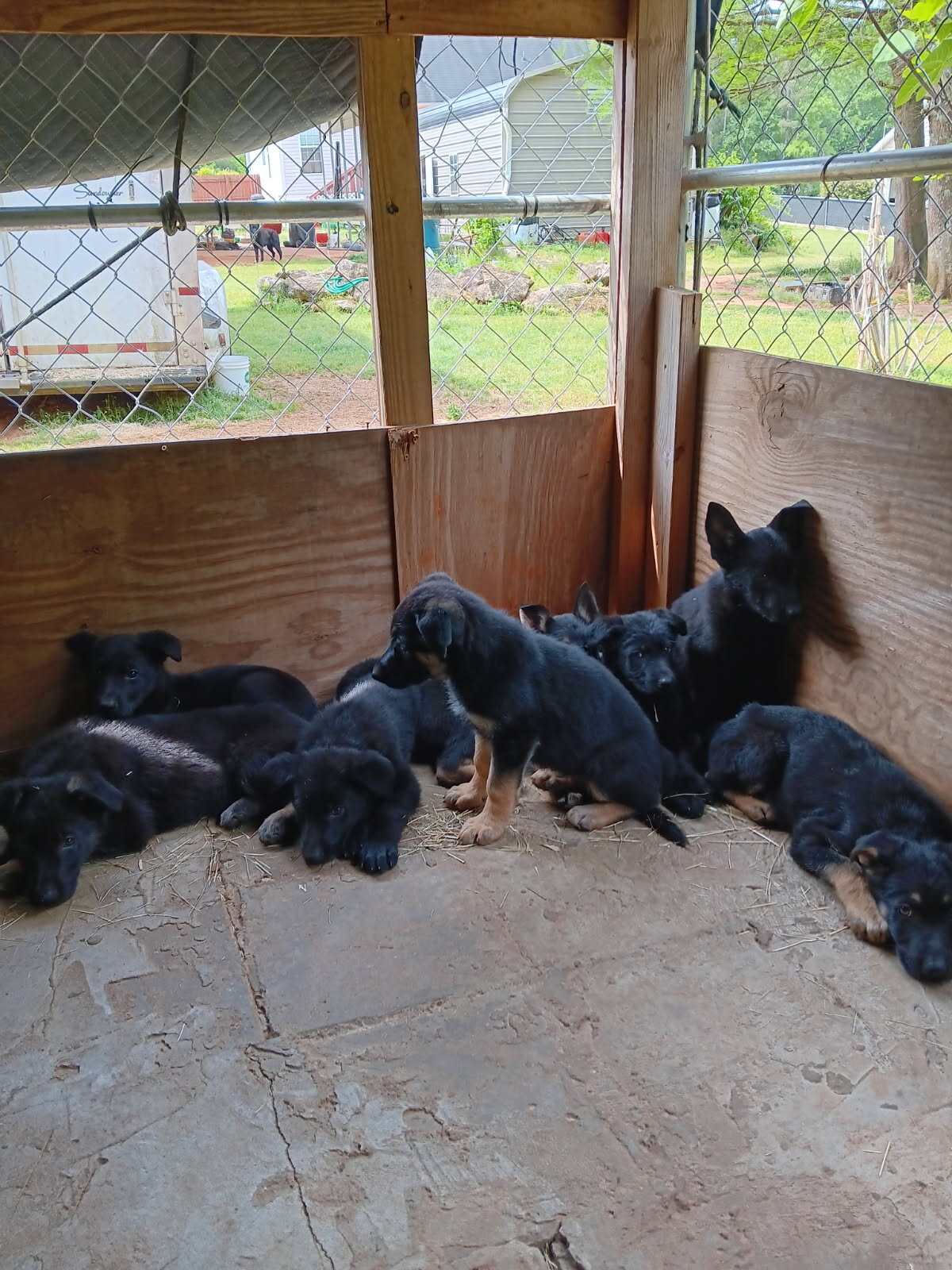 Black German Shepherd Puppies image 4