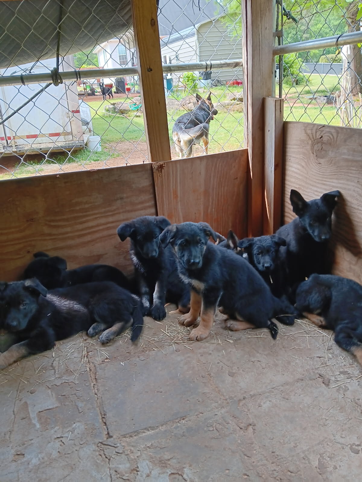 Black German Shepherd Puppies image 3