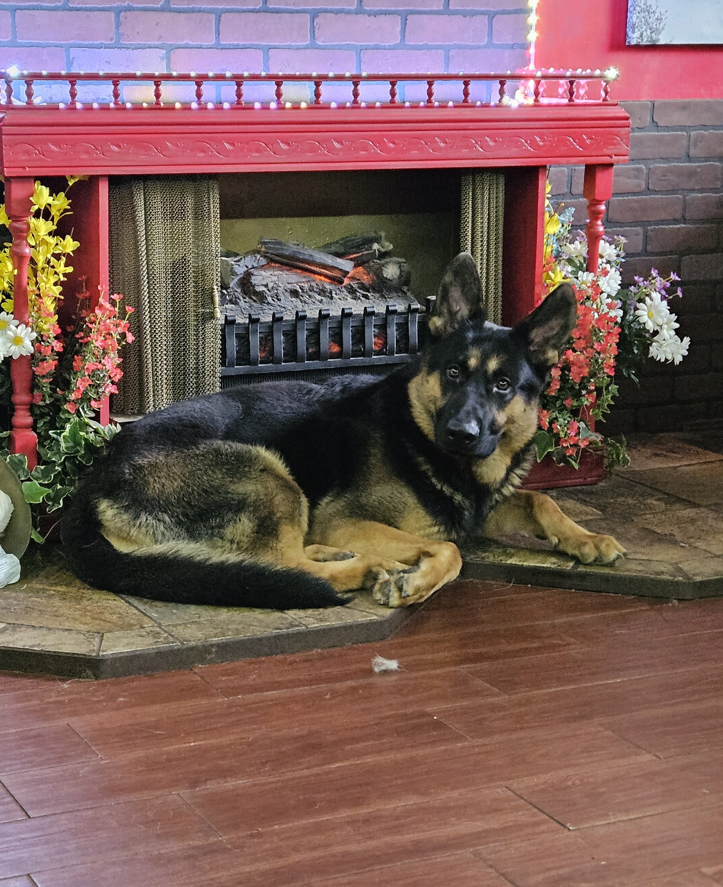 German Shepherd puppies AKC image 1