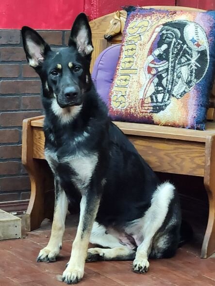 German Shepherd puppies AKC image 2