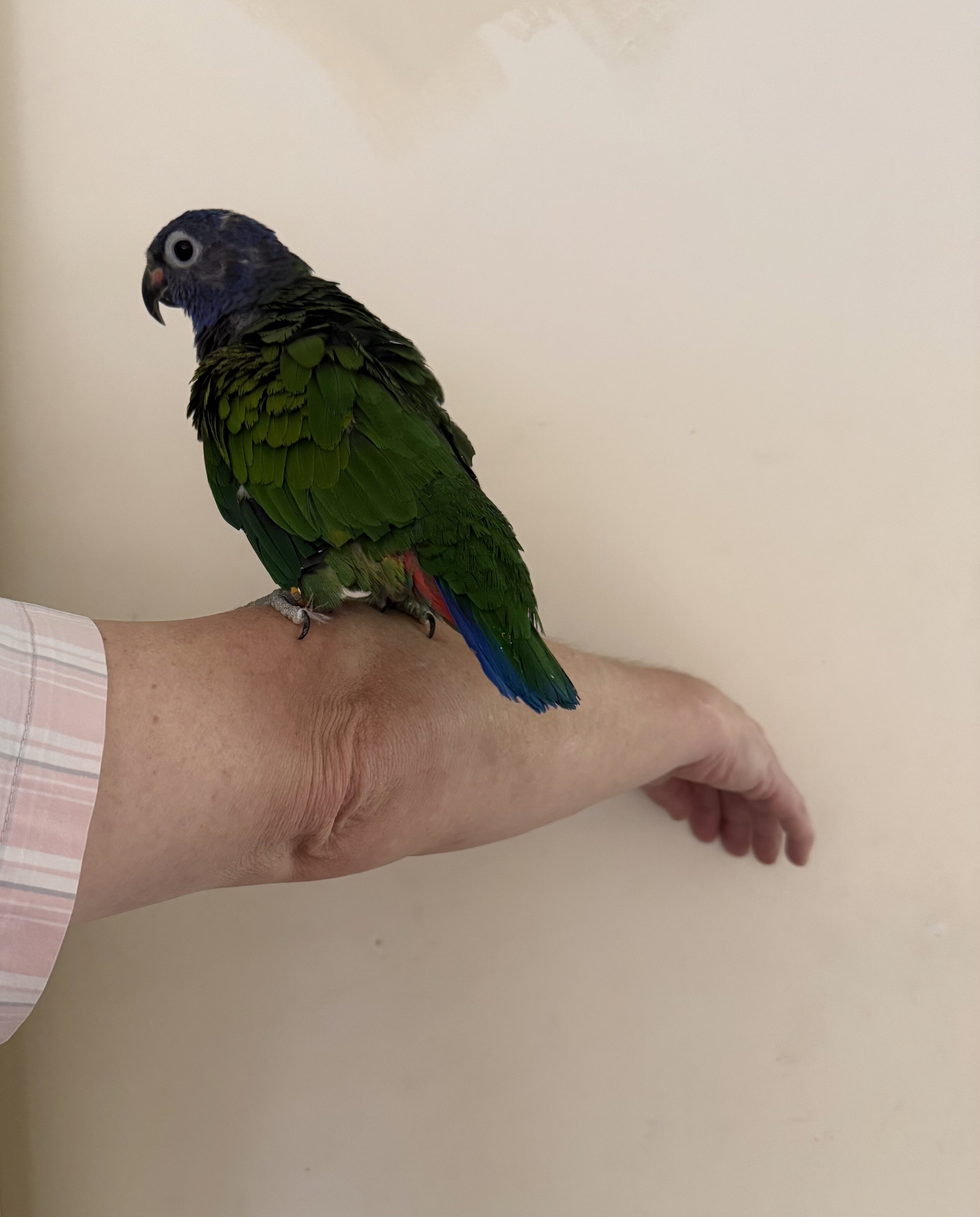 Blue Headed Female Pionus parrot image 1