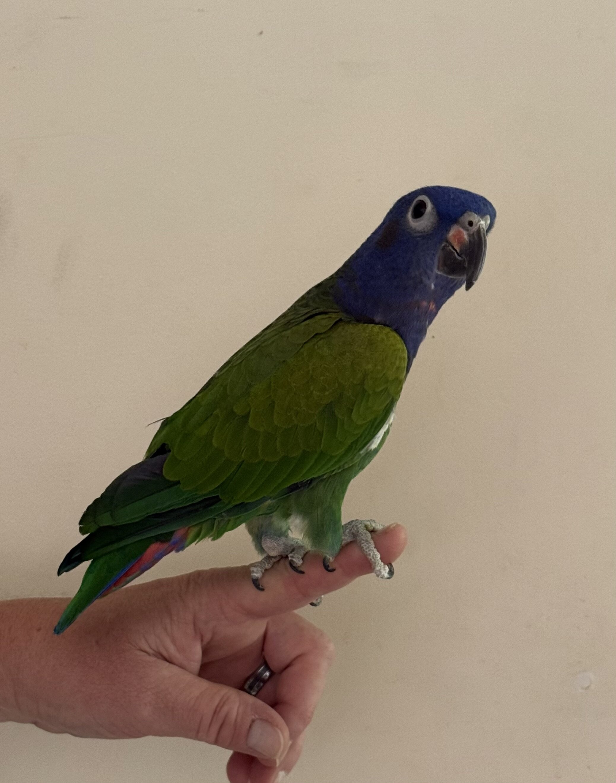 Blue headed Male Pionus parrot image 1